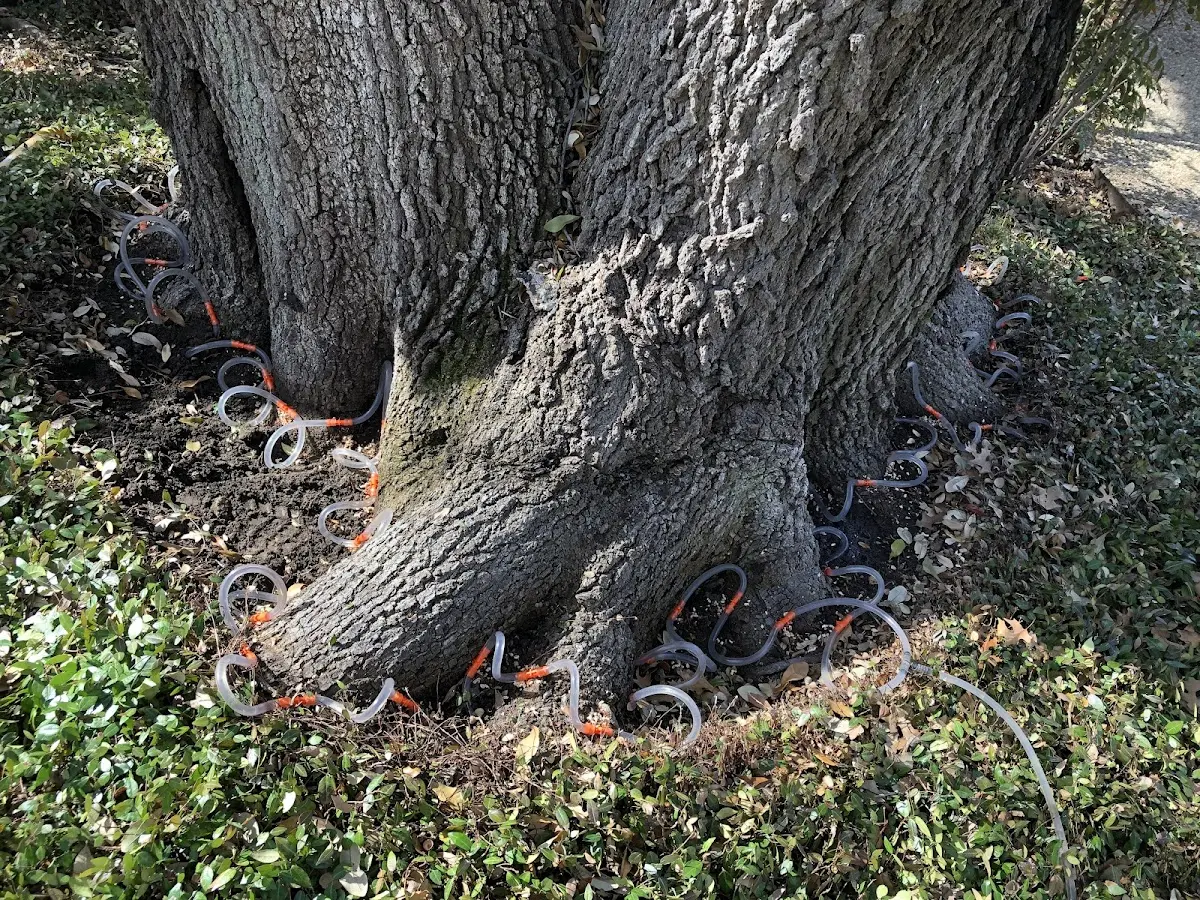 Detailed Tree Cabling and Bracing job site in Sarah