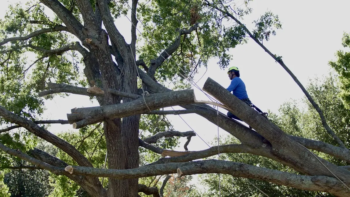 Professional Crown Thinning performed by certified arborists in Sarah